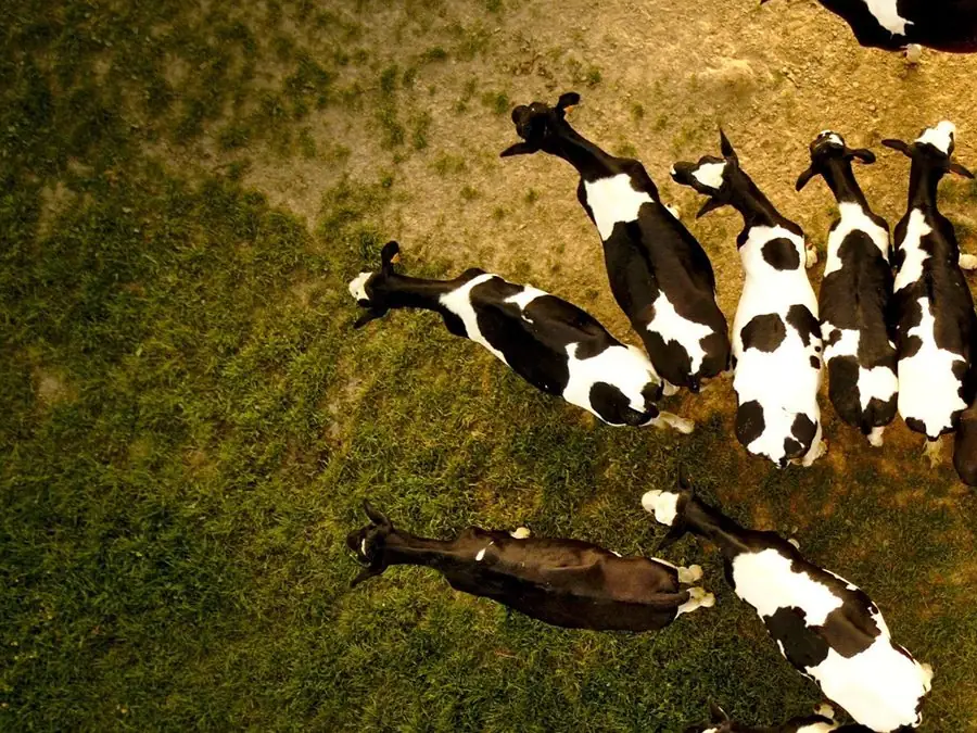Dairy cows on pasture, seen from above